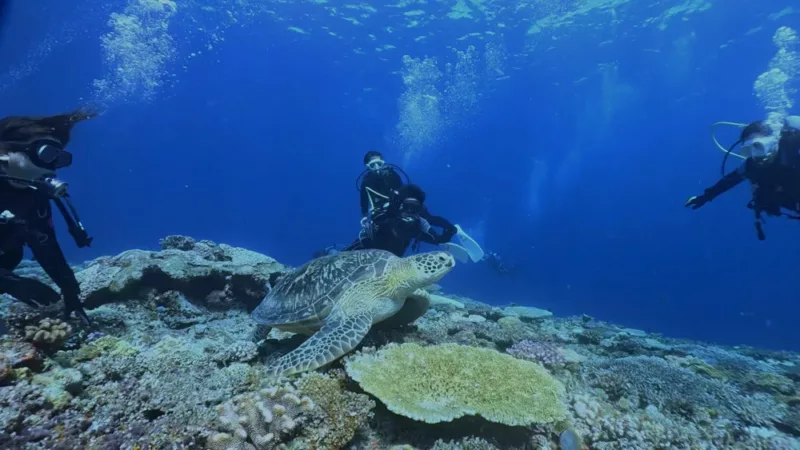 Introductory Diving