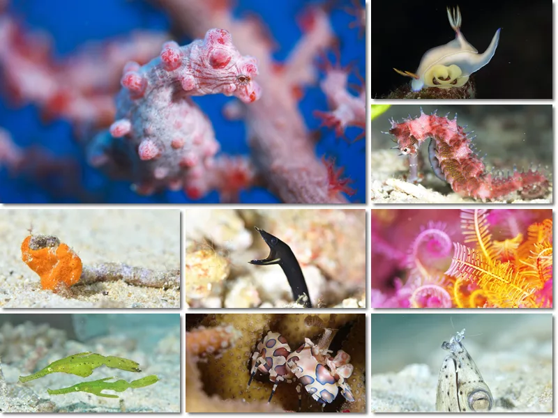 Macro photo diving
