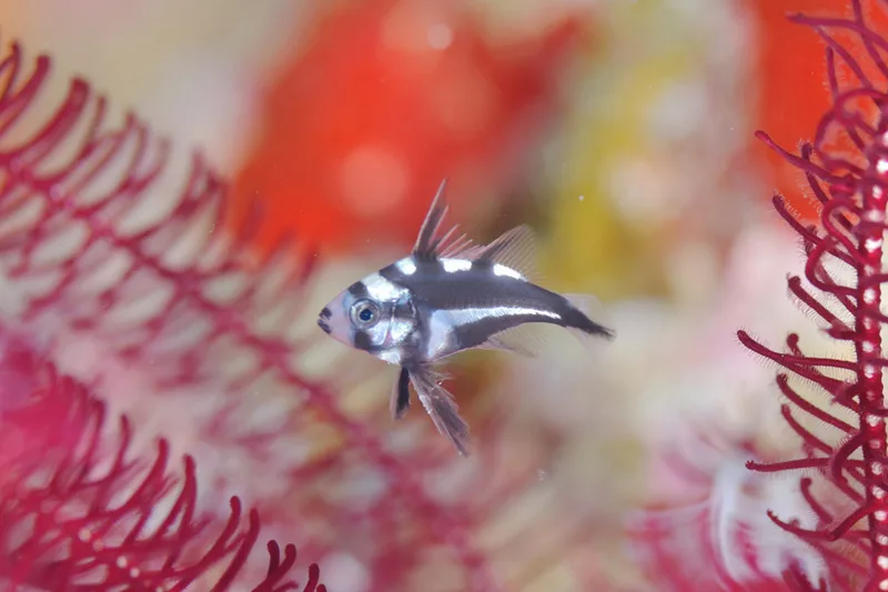 ホホスジタルミ幼魚