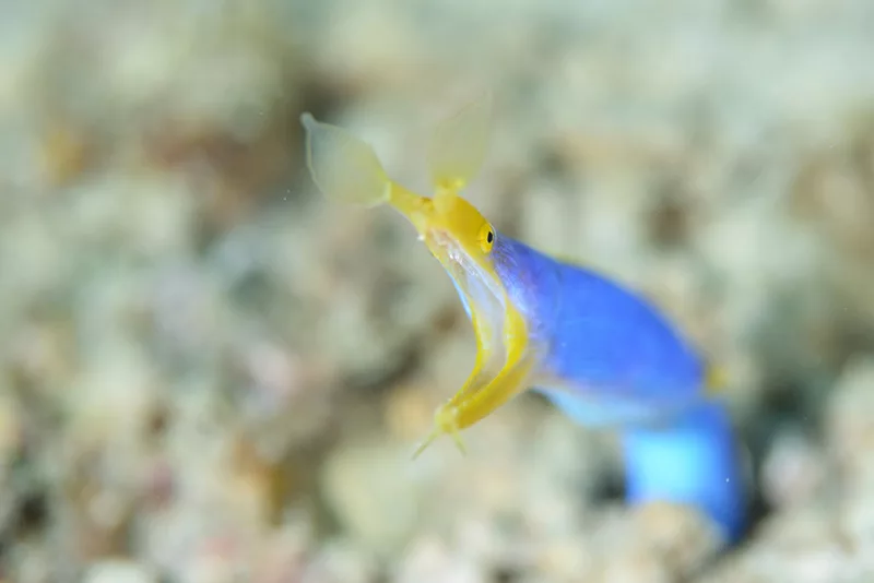 マクロ・季節の生物