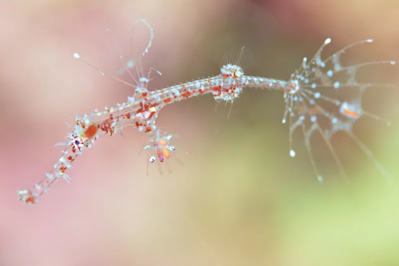 マクロ・季節の生物