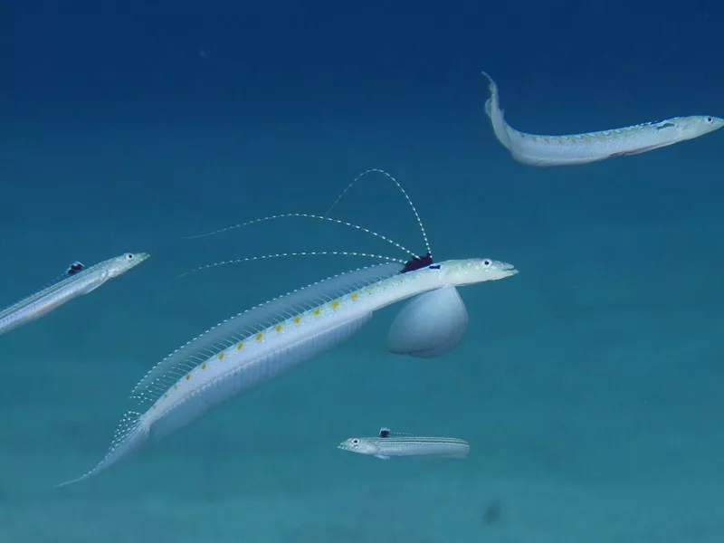 マクロ・季節の生物