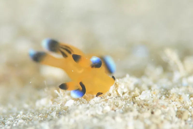 ウデフリツノザヤウミウシ