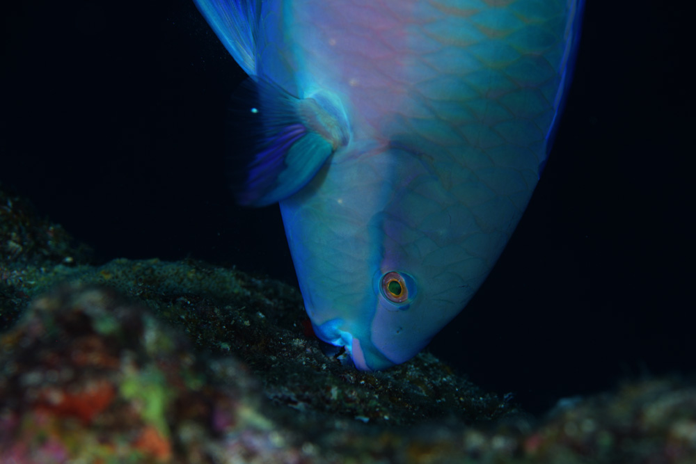 ナイトファンダイビング（ボート/ビーチ）