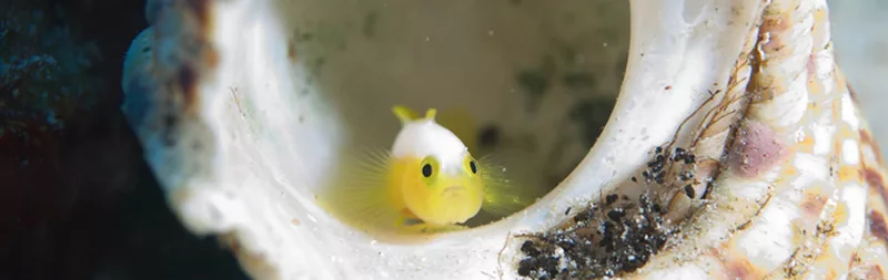 マクロ・季節の生物