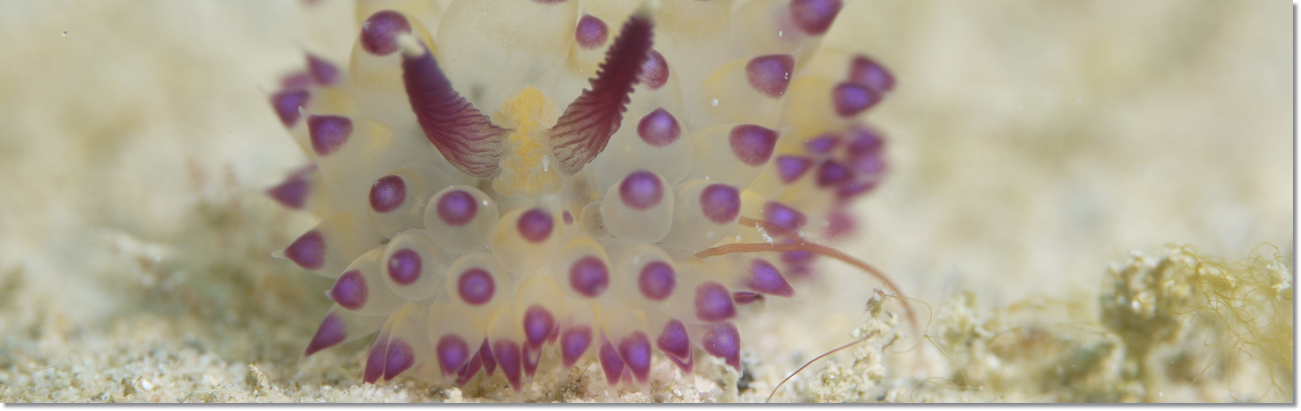 レッドビーチの生き物
